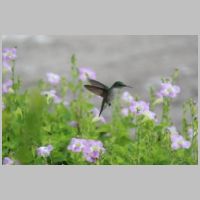 2016 2nd James Taylor- humming bird